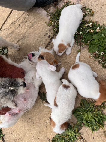 Shitzu cross jack Russell puppies
