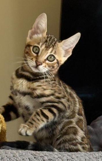 Stunning Bengal Kitten. Girl. Female. TICA Registered.