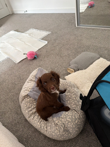 Adorable little Cocker Spaniel pup