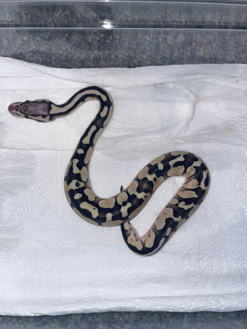 Female Ball Python and Viv
