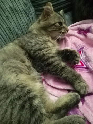 Male Maine coon