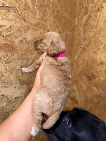 F1 cockapoo pups