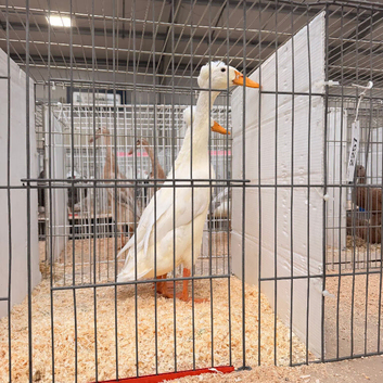 Show quality bali Indian runner ducks