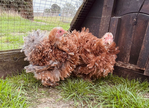 Two frizzle feathered Pekin girls