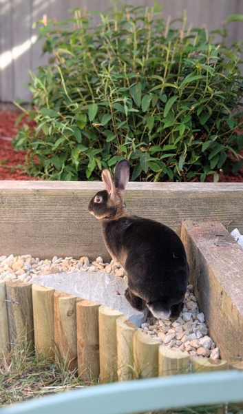 Female, rex rabbit, under 1 year old.