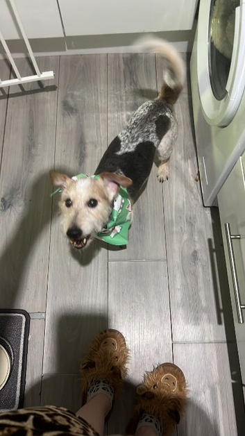 Rehoming a jack russell