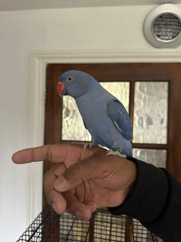 Baby violet Indian Ringneck for sale