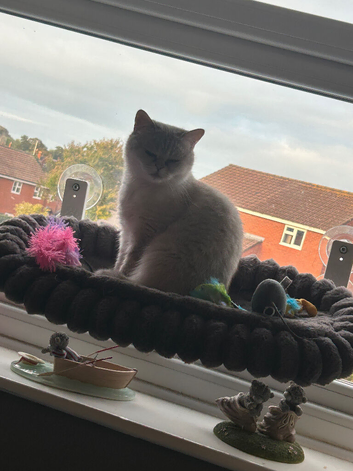 Beautiful British shorthair female suki