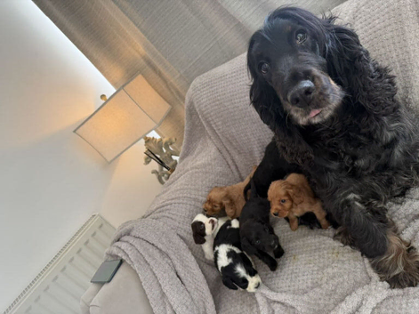 Gorgeous show cocker spaniel pups