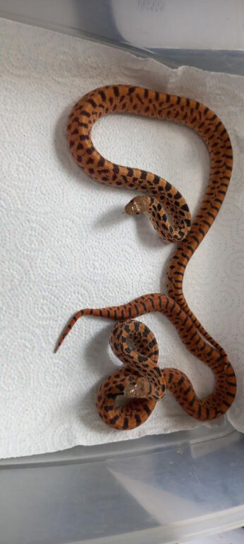 Stunning Kingsville Red Tiger Bullsnake Pair (CB2025)