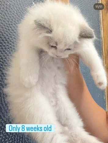 Perfect Ragdoll Kitten Only 1 Boy Left
