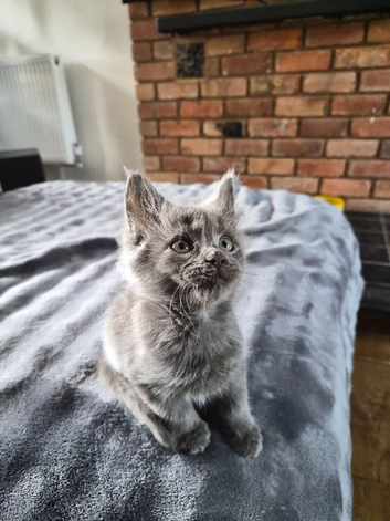 Maine coon pedigree kittens