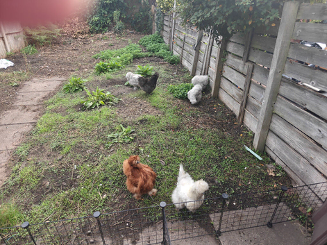 Silkies for sale