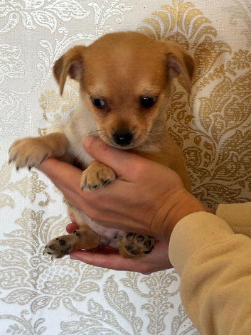 Pug cross jack Russel