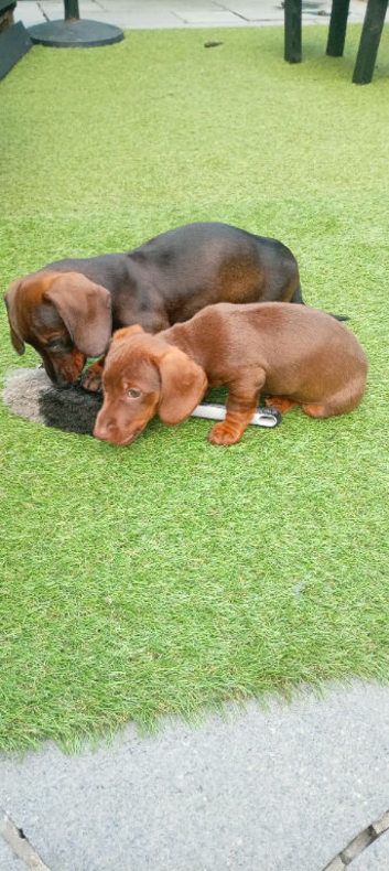 Two miniature Dachshund bitches