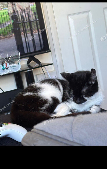 Black and white female cat