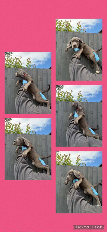 cane corso puppies
