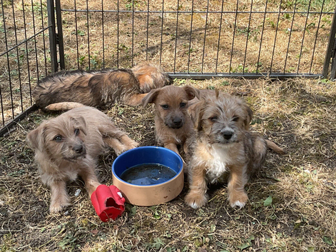 Norfolk x Jack Russell pups