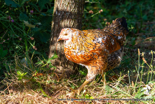 SWEDISH FLOWER HEN - VARIOUS PULLETS - RARE LANDRACE BREED