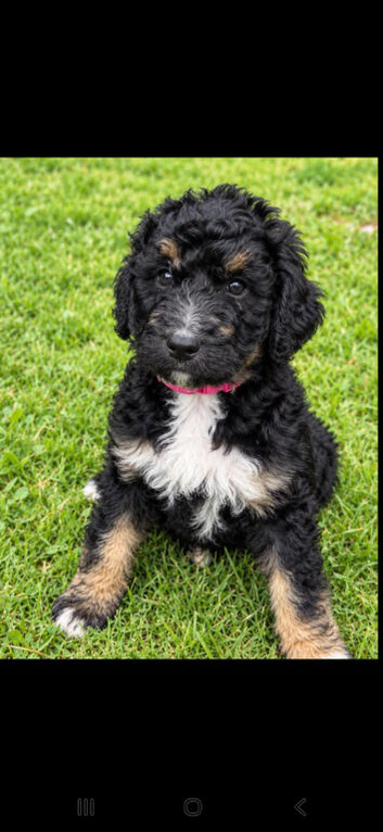 Beautiful fluffy Labradoodle