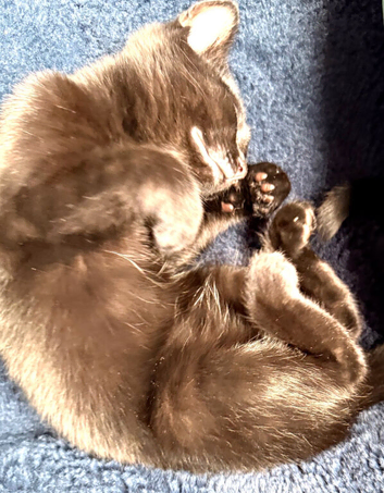 Female black kitten