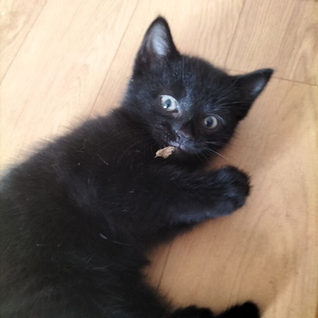 3 boys available