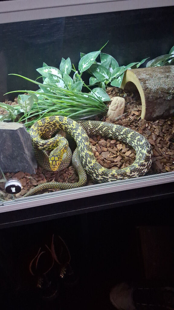 CBB24 Female King Rat Snake