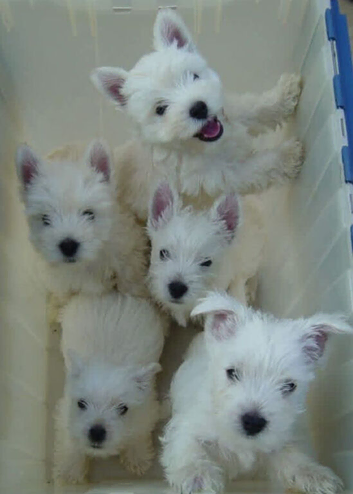 West highland puppies