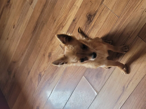 Puppies