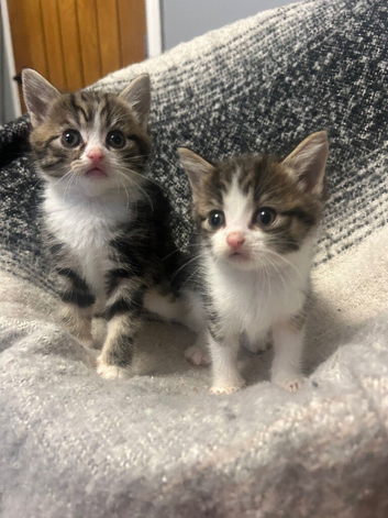 Baby kittens ready