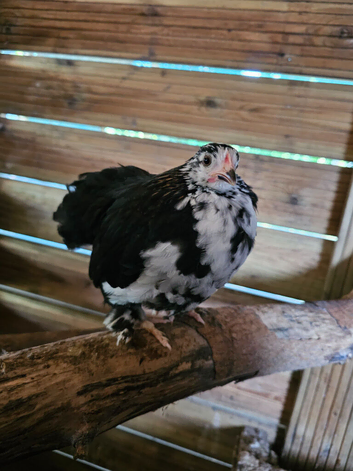 x4 Small Mix breed Chickens