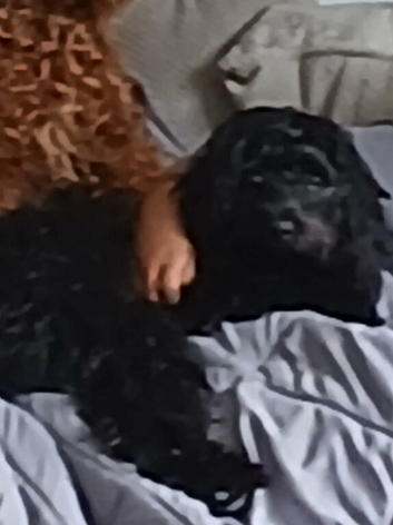 Female black cockapoo