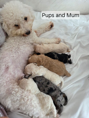 6 beautiful cavachon X cockapoo puppies
