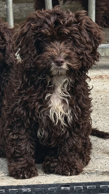 Cockapoo puppies available