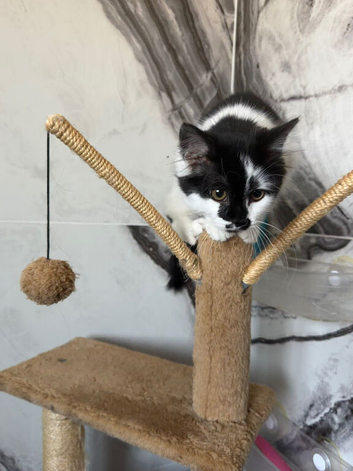 Ragdoll cross