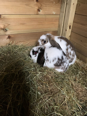 2 Delightful mini lops in need a new home.