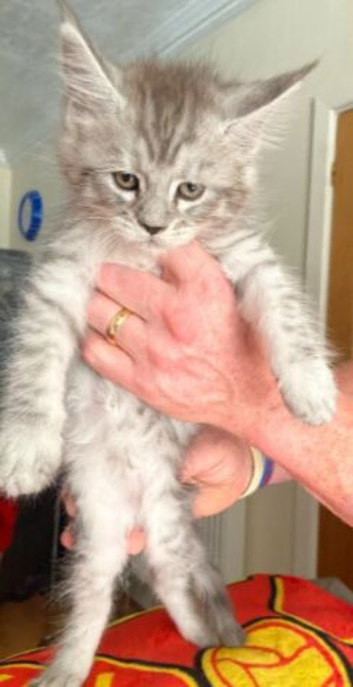 Maine Coon Kittens
