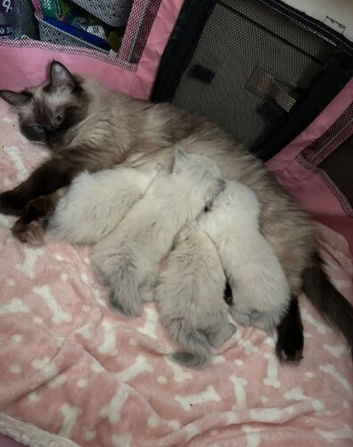 Pure blue point ragdolls