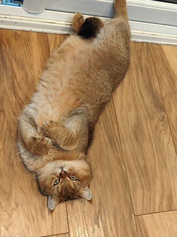 Stunning Golden Scottish fold straight boy needs special love family