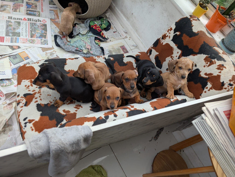 Dachshund puppies ready to go.