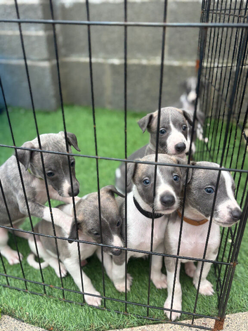 Kc reg whippet puppy&rsquo;s very well bred
