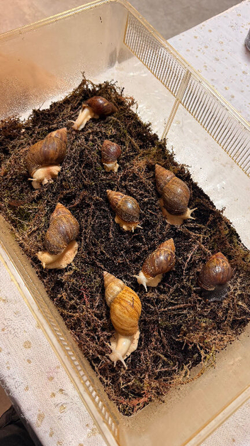 Giant African Land Snails