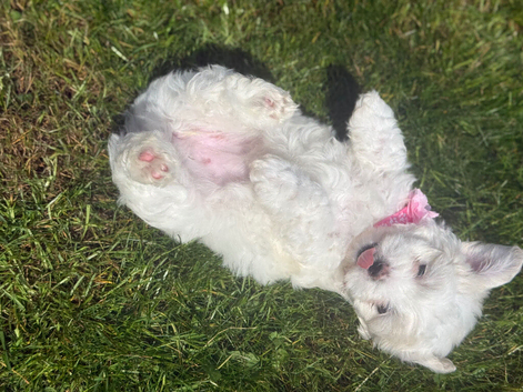 Maltese puppies
