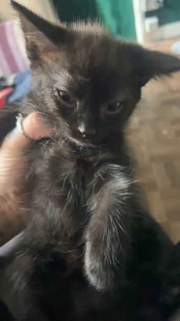 10 week old kittens