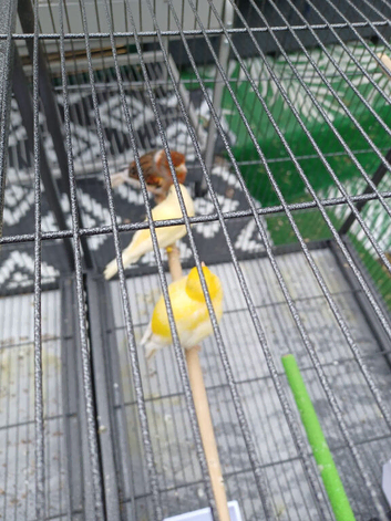 Breeding Pair of Yellow and Canaries &ndash; &pound;60