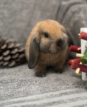 One Gorgeous Mini Lop Baby Ready now!