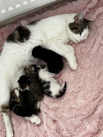 4 fluffy kittens available now!