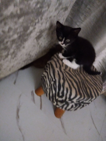 4 kittens for sale $100 each
