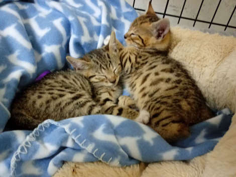 Stunning Bengal cross kittens