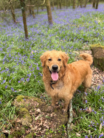 4 year old golden - rehome